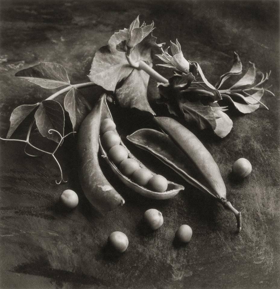 Cy DeCosse Black and White Photograph – Schildkröte Pfirsich