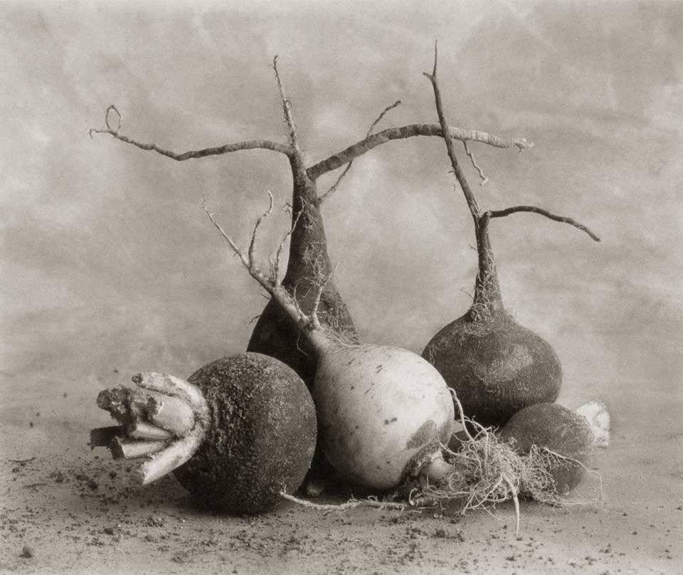 Cy DeCosse Still-Life Photograph - Three Black Radishes and One White One