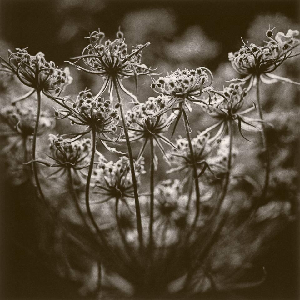 Cy DeCosse Still-Life Photograph - Queen Anne's Lace