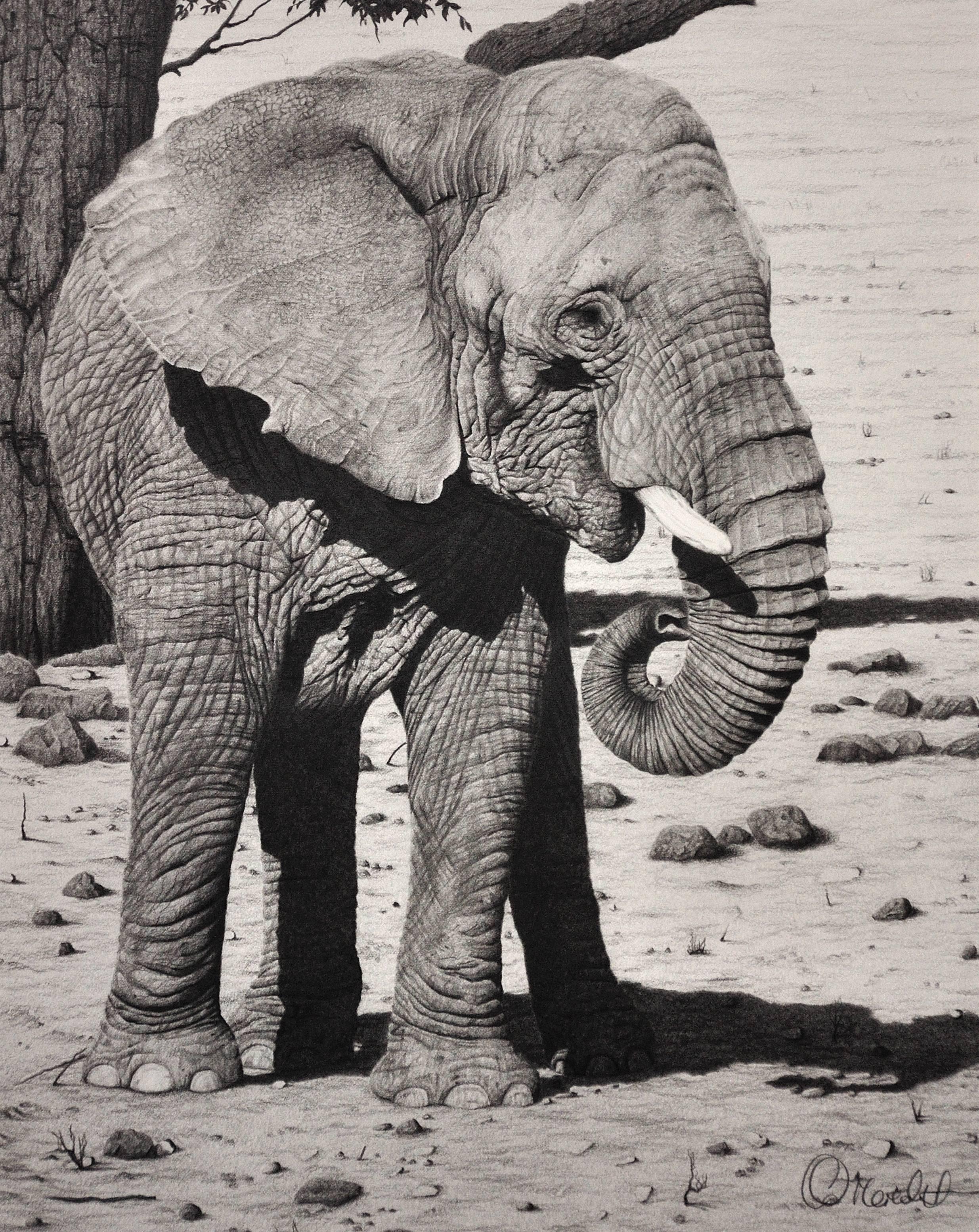 Clive Meredith Animal Art - Matriarch – African Elephant