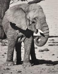 Matriarch – African Elephant