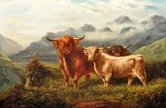 Highland cattle, in the Glens, Scotland