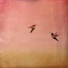 Hummingbirds in Rose Sky I