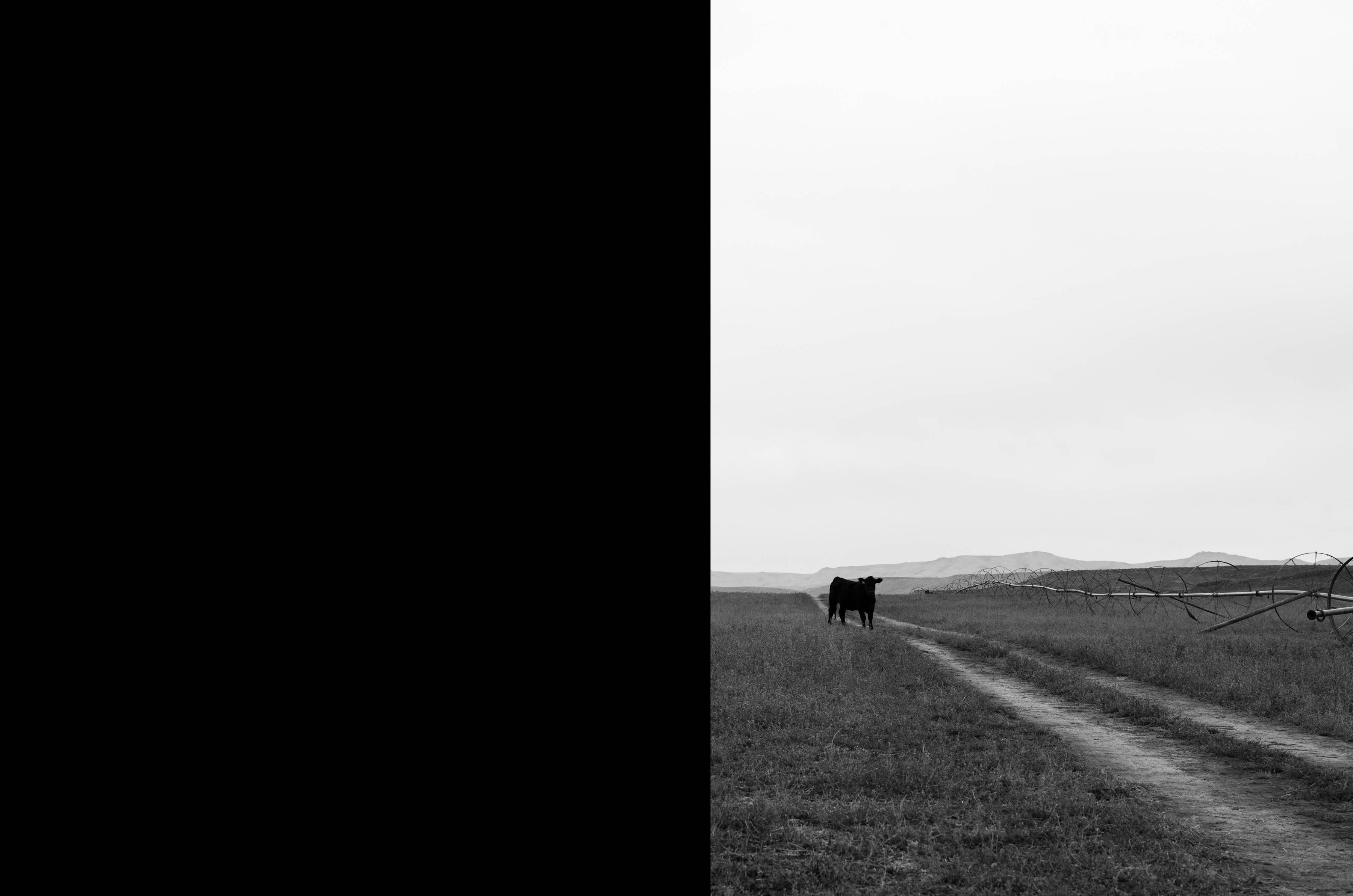 Wendel Wirth Black and White Photograph - Cow