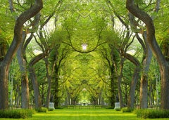Trees NY, Central Park 34 x 48 inches