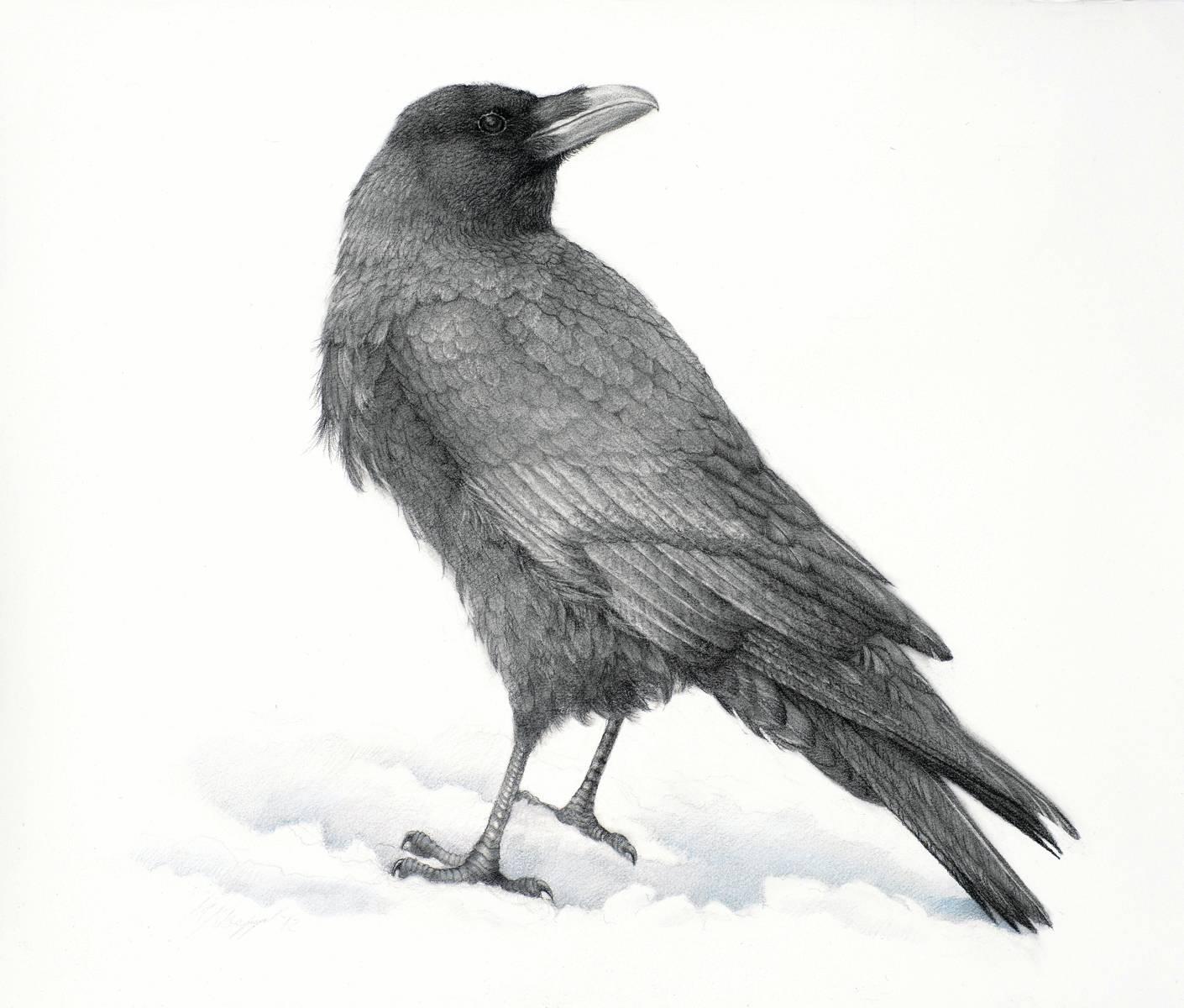 Mari Kloppel Animal Print - Raven