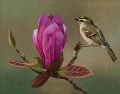 Kinglet & Magnolia