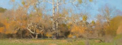 Alamo Creek Sycamores, Midday