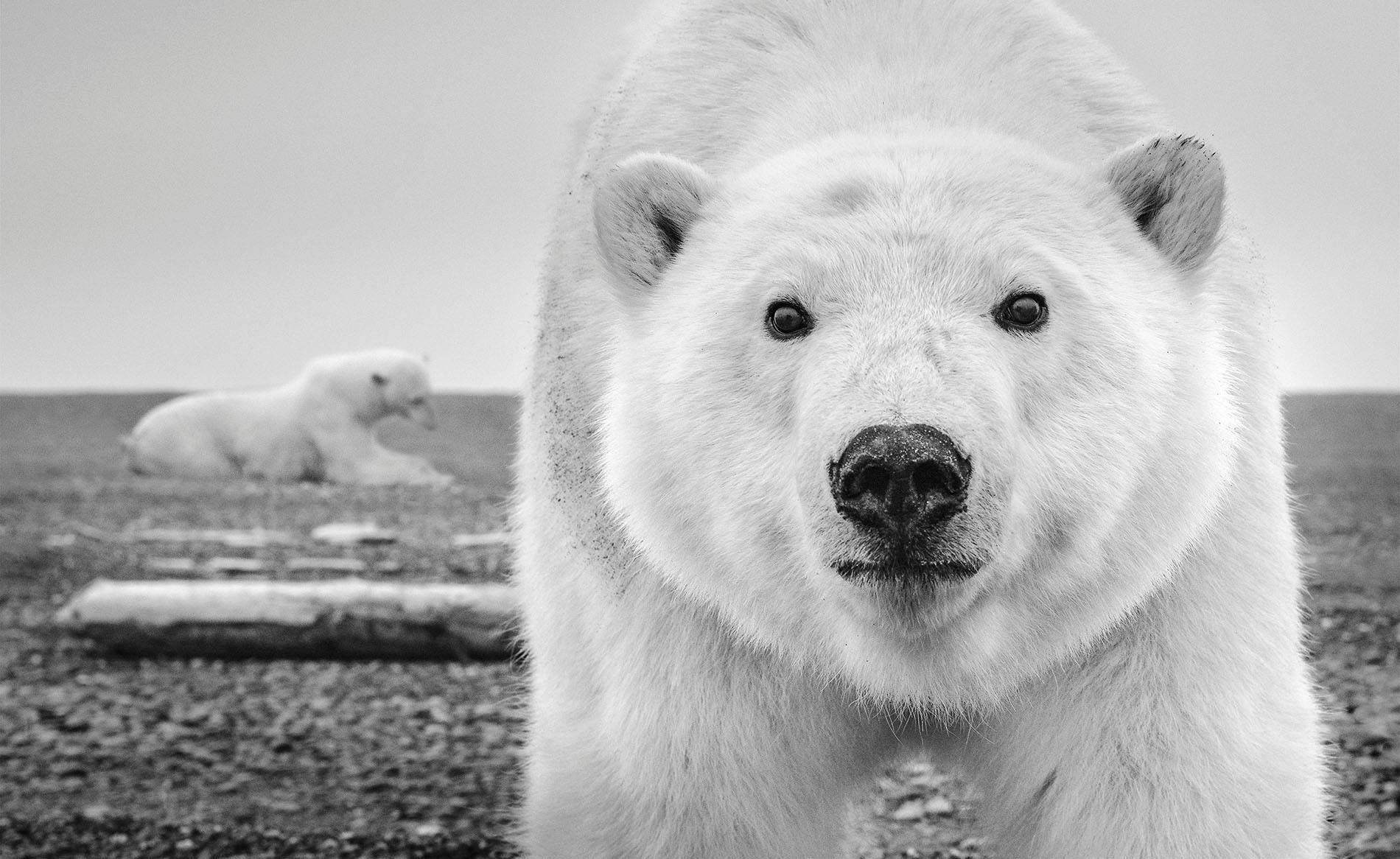 David Yarrow Black and White Photograph - Hello