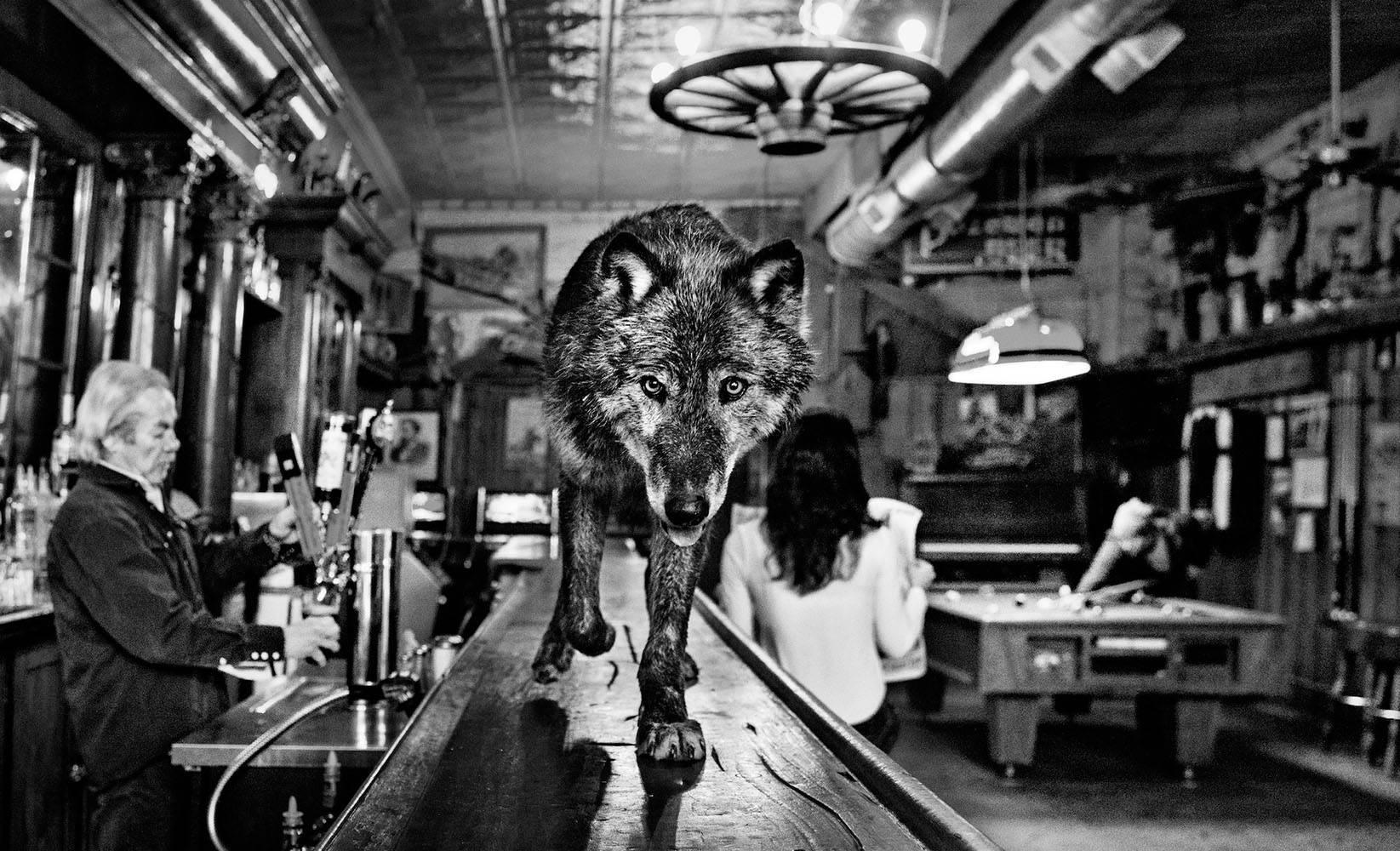 David Yarrow Black and White Photograph - Wolf of Mainstreet #7/12