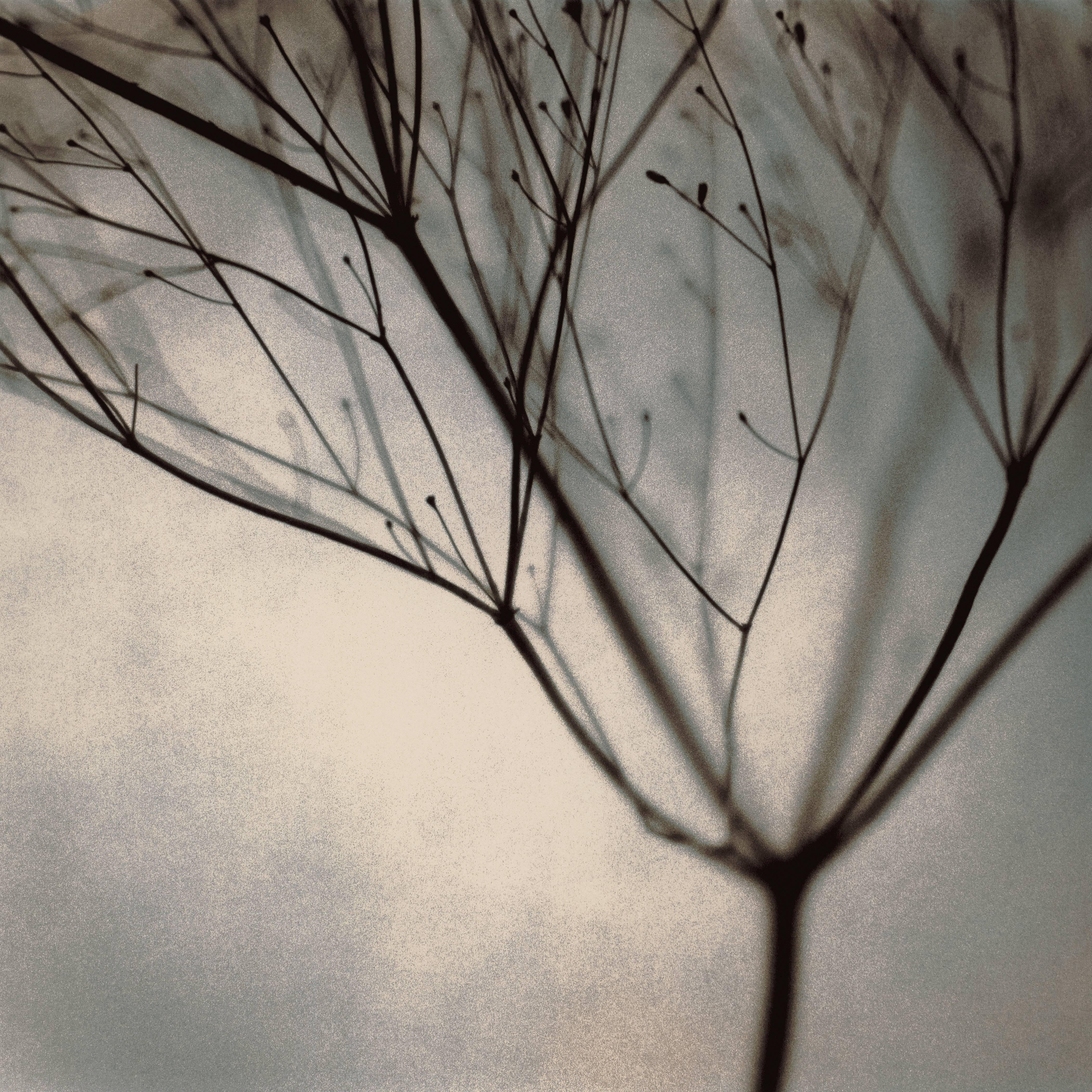 Thomas Brummett Still-Life Photograph - Ruth's Tree