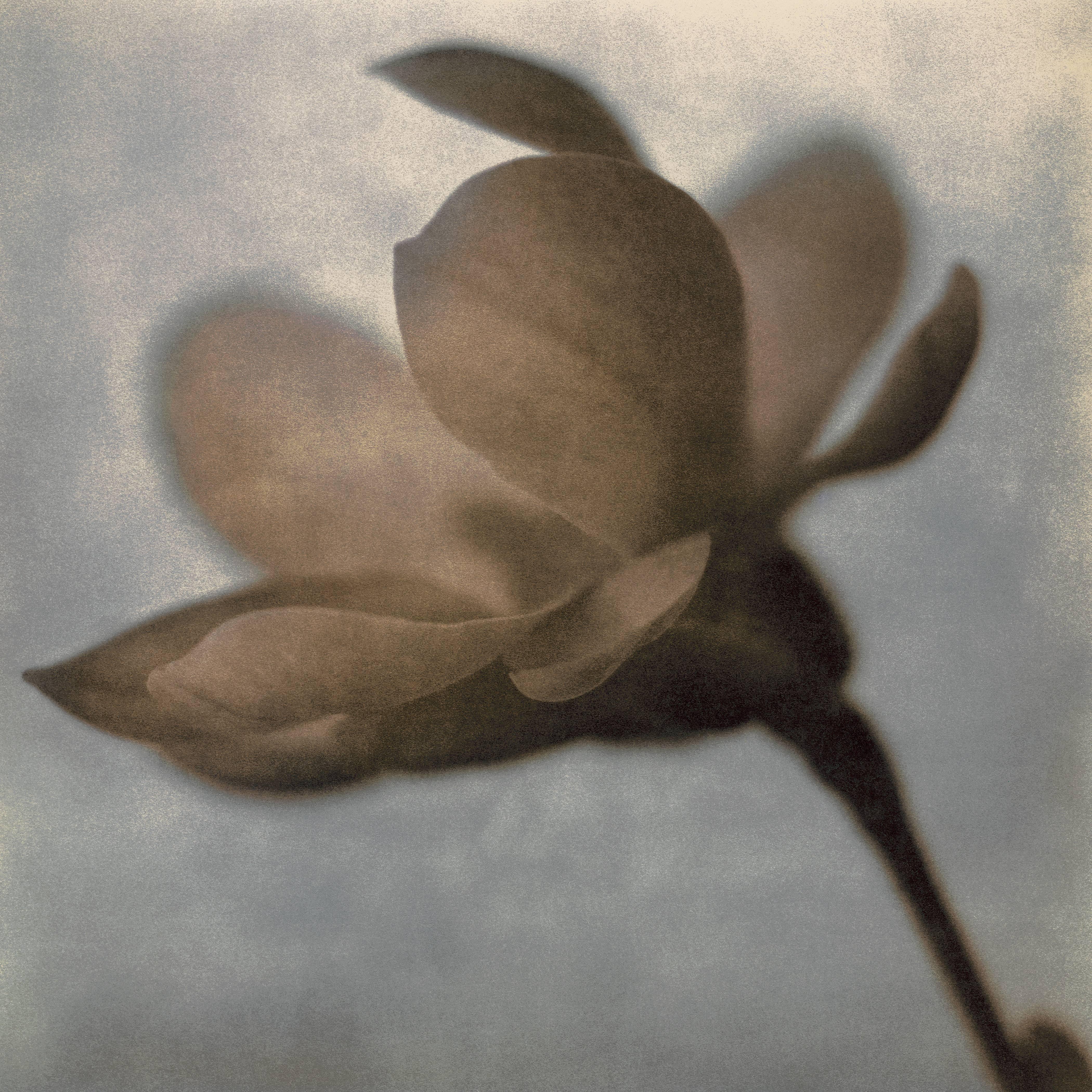 Thomas Brummett Still-Life Photograph - Magnolia Profile Ed. 16/50