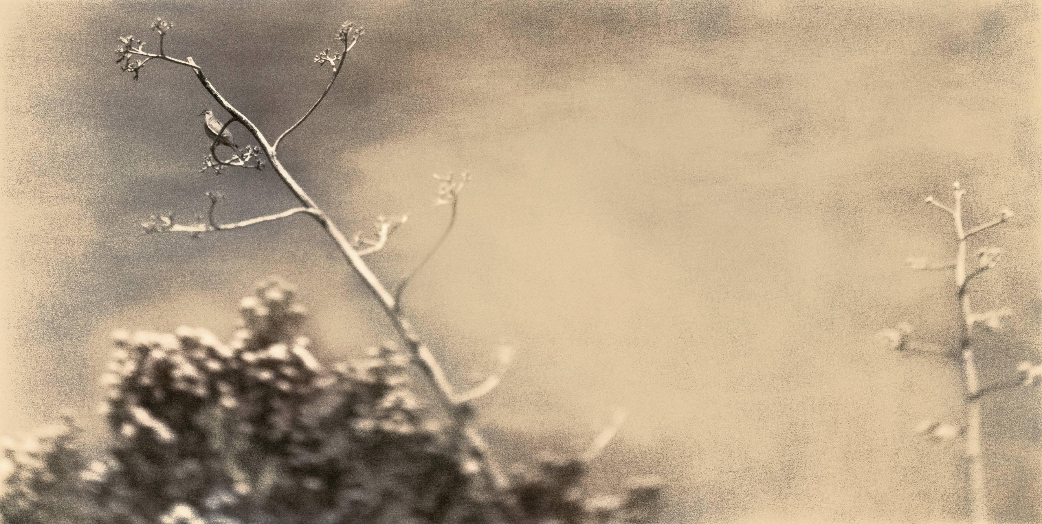 Thomas Brummett Still-Life Photograph – Desert 1 Hrsg. 4/25