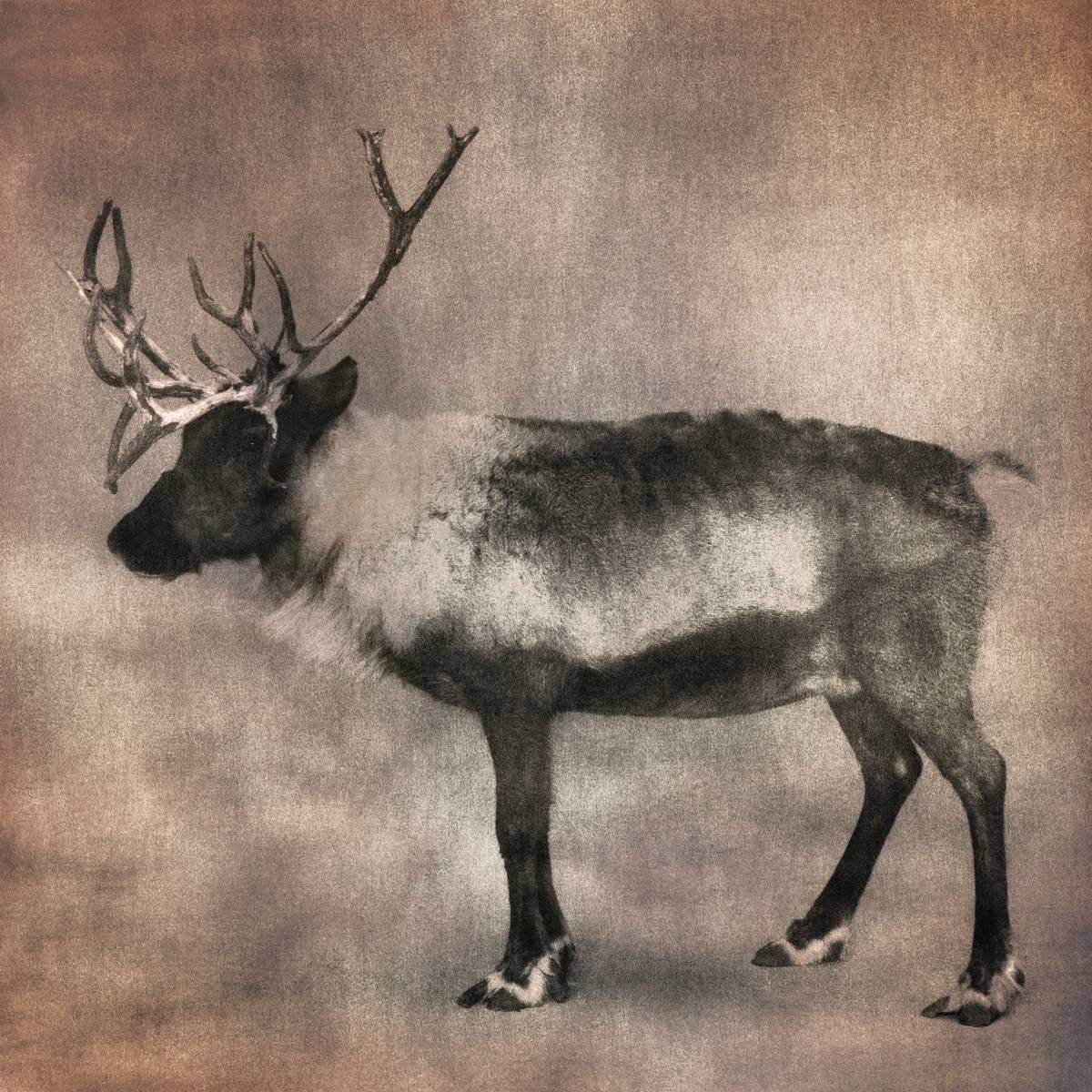 Thomas Brummett Still-Life Photograph - Reindeer