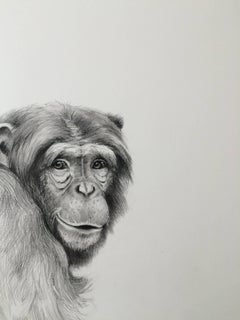 Chimpancé sonriente