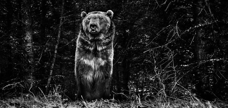 David Yarrow Black and White Photograph - The Boss