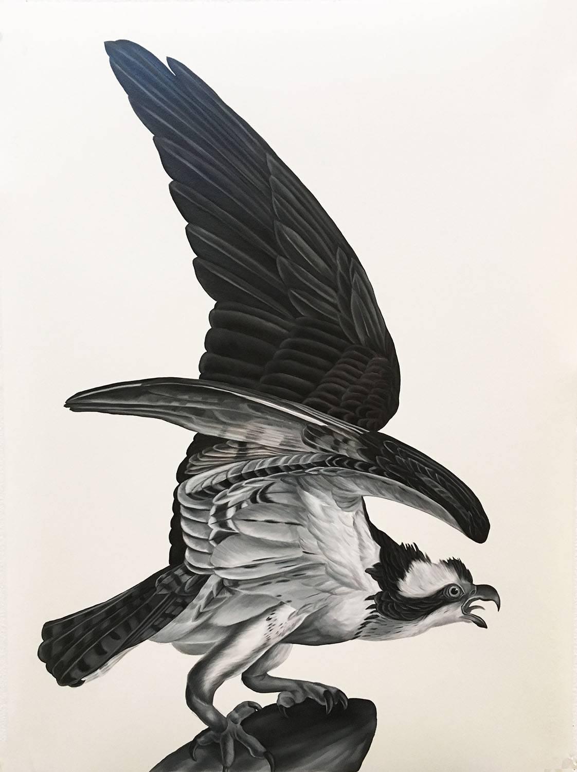Shelley Reed Animal Painting - Osprey (after Audubon)