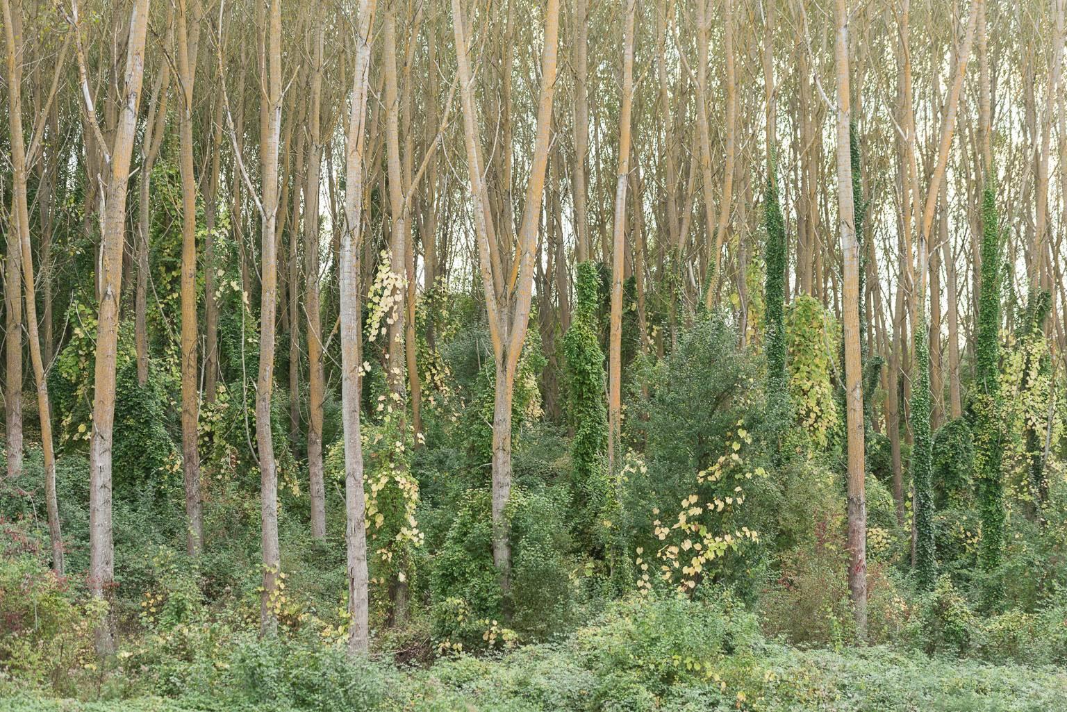 Vicki McKenna Landscape Photograph - "Tuscany Autumn", color photograph, trees, green, Italian, woodland, yellow
