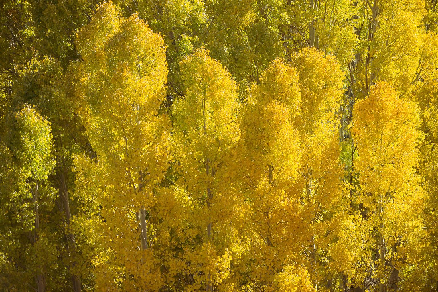 Vicki McKenna Landscape Photograph - "Aspen Cloud, Lee Vining Canyon", color photograph, autumn, green, yellow