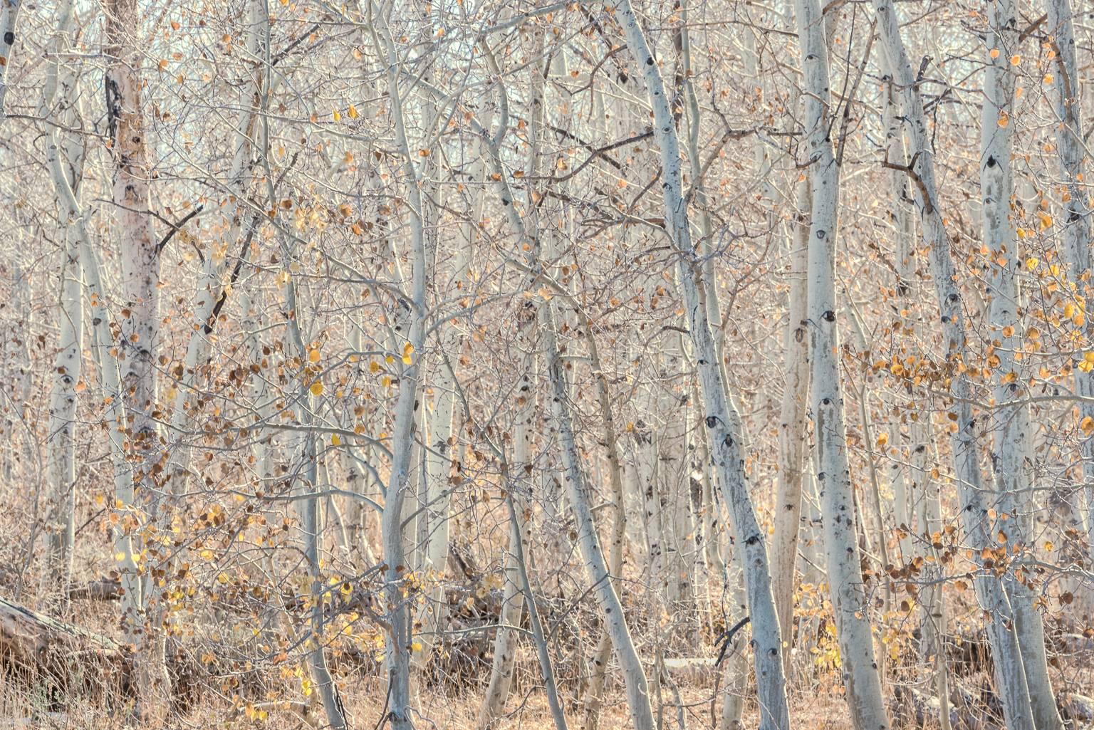 "Windswept, Mono Lake", landscape, aspen, grove, autumn, grey, color photograph