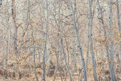 "Windswept, Mono Lake", Landscape, Aspen, Grove, Autumn, Color Photograph, 2013