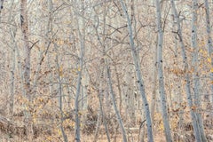 „Windswept, Mono Lake“, Landschaft, Espen, Mohnblumen, Herbst, Grau, Farbfotografie