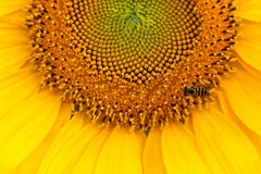 « Tournesol n° 11 », botanique, abeille, jaune, orange, fleur, photographie couleur