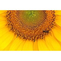 Sunflower #11 5