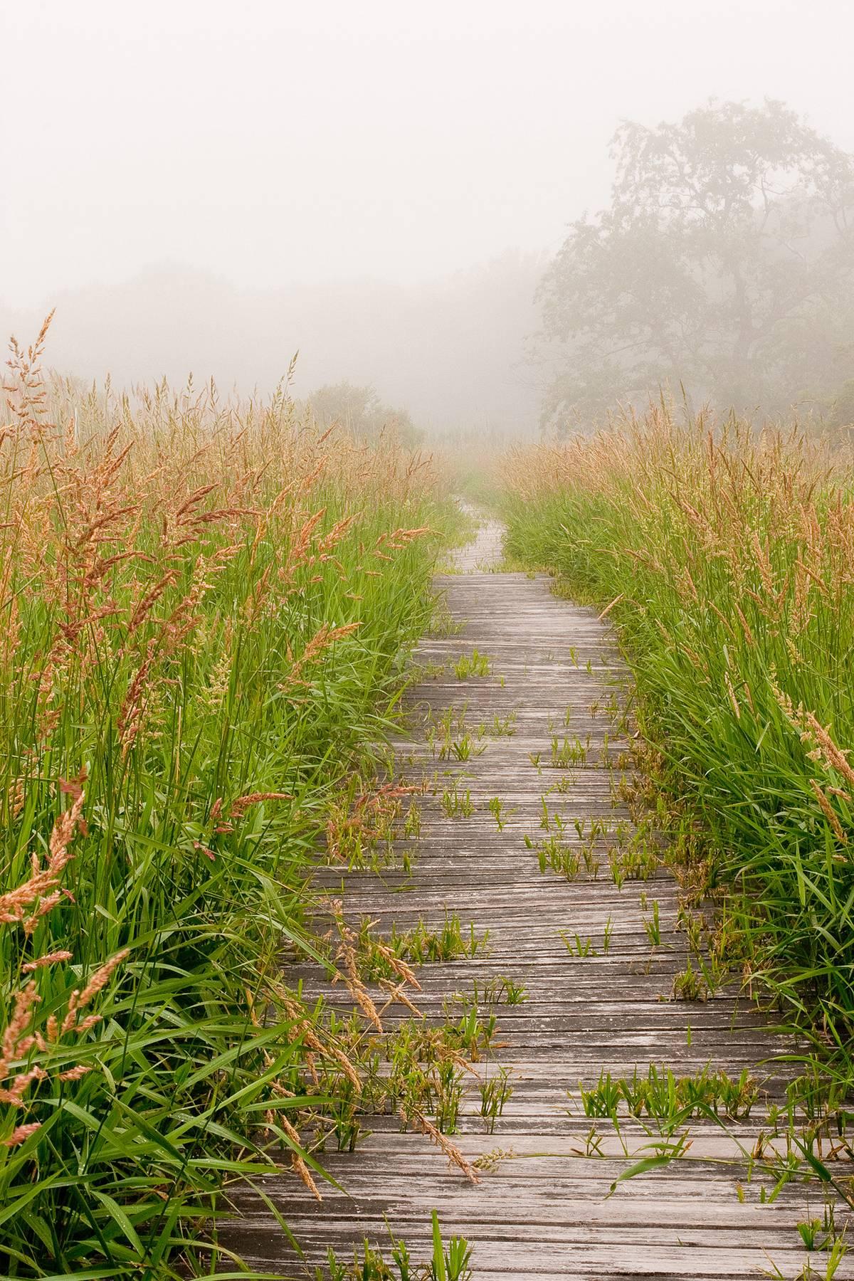 Rebecca Skinner Color Photograph - "Walk This Way", color photograph, landscape, boardwalk, foggy, sea grass, green