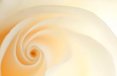 "White", abstract, rose, metal print, botanical, beige, warm, color photograph