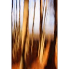 Trees 3