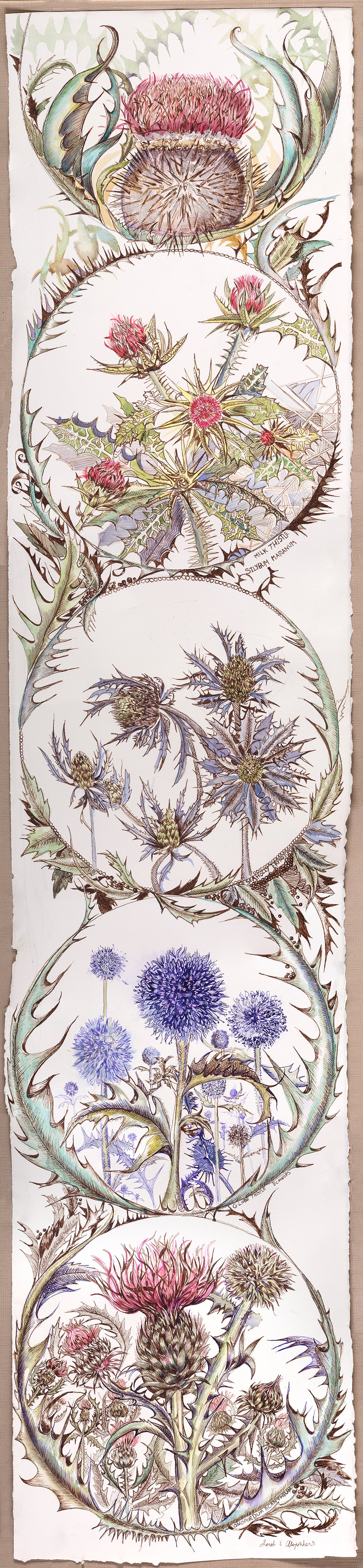 «Tread Ye Lightly», contemporáneo, botánico, cardo, dibujo a tinta y acuarela