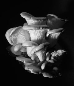 "Cluster", Contemporanea, Natura morta, Funghi, Fotografia in bianco e nero
