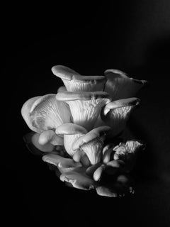 "Cluster", Contemporanea, Natura morta, Funghi, Fotografia in bianco e nero