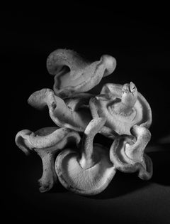 «Equilibrio», Contemporáneo, Naturaleza muerta, Setas, Fotografía en blanco y negro