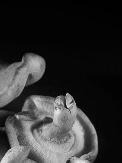 «Equilibrio», Contemporáneo, Naturaleza muerta, Setas, Fotografía en blanco y negro
