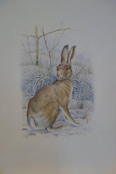 Study of An English/British Hare in a landscape