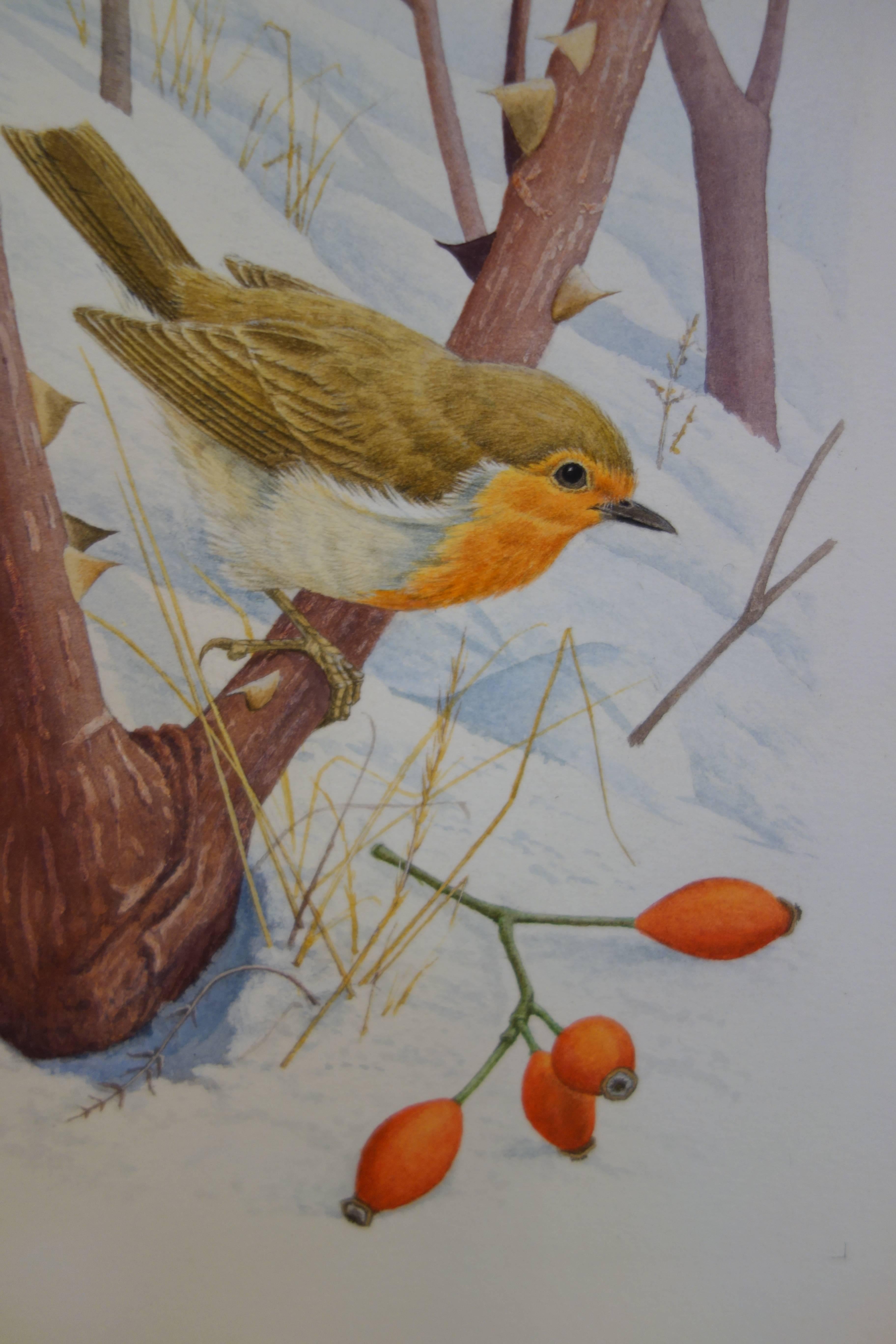 Study of a Robin in a Winter setting, with snow and a sprig of Holly berries - Art by Ron Jobson