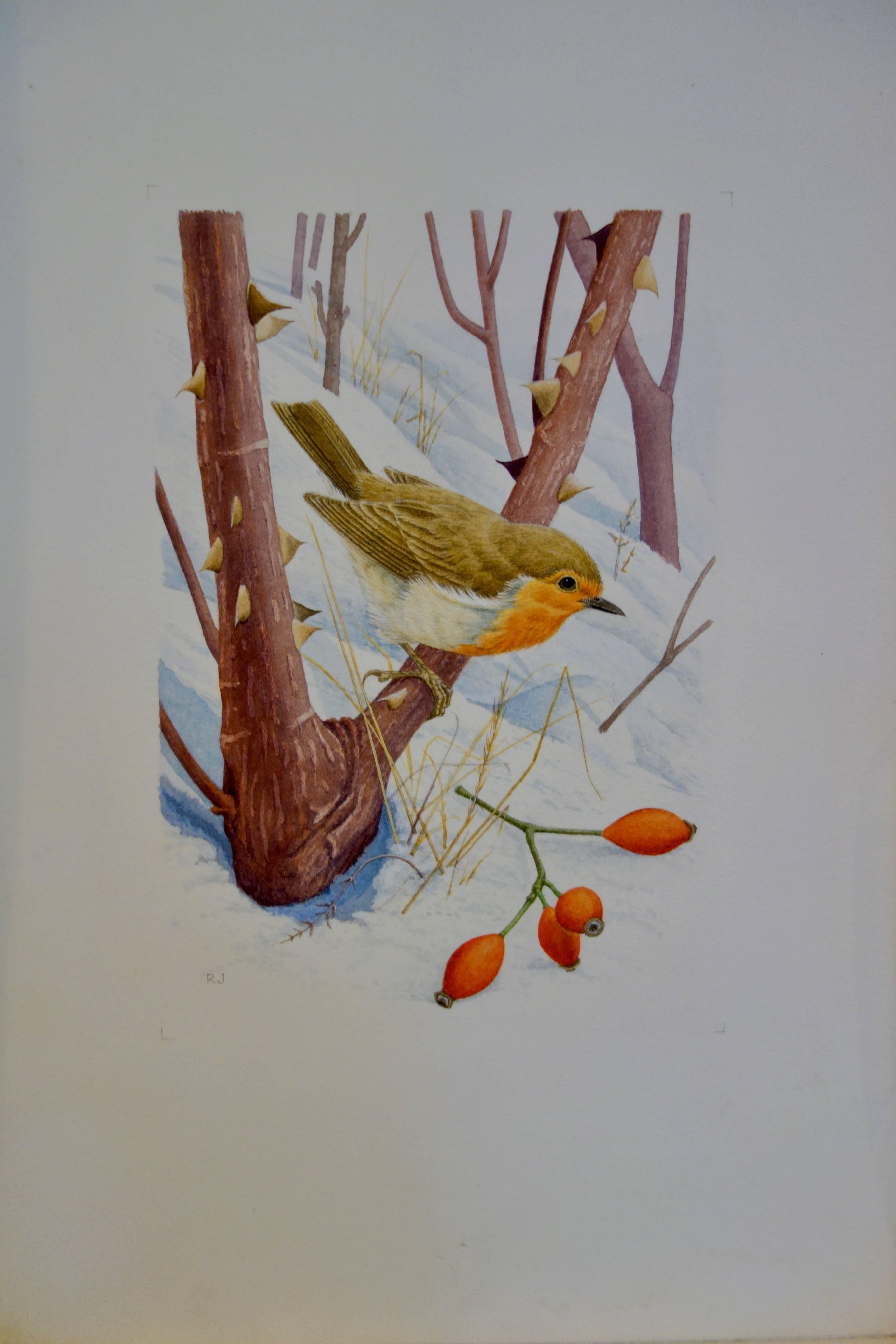 Ron Jobson Figurative Art - Study of a Robin in a Winter setting, with snow and a sprig of Holly berries