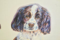 English Spaniel Puppies