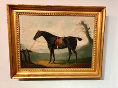 Antique Portrait of an English Horse "Peily", a dark bay hunter tethered to a fence.