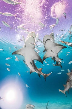 Sharks, Purple Haze, Color Photography, Fine Art Print, Underwater