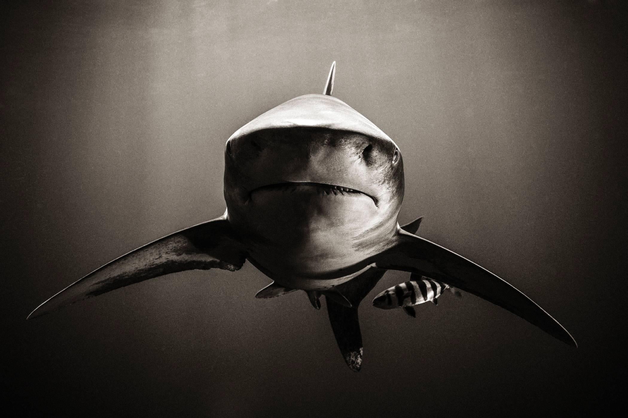 Michael Muller Black and White Photograph - Sharks, Standoff, Black & White Photography, Fine Art Print