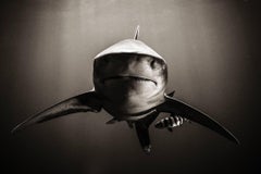 Tiburones, Enfrentamiento, Fotografía en blanco y negro, Impresión artística