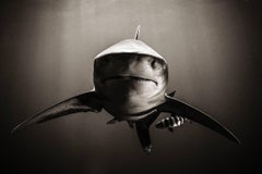 Sharks, Standoff, Black & White Photography, Fine Art Print