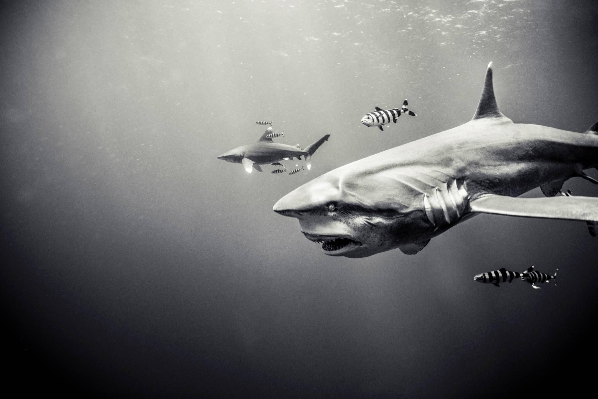 Black and White Photograph di Michael Muller - Squali, Antico visitatore, Fotografia in bianco e nero, Stampa Fine Art