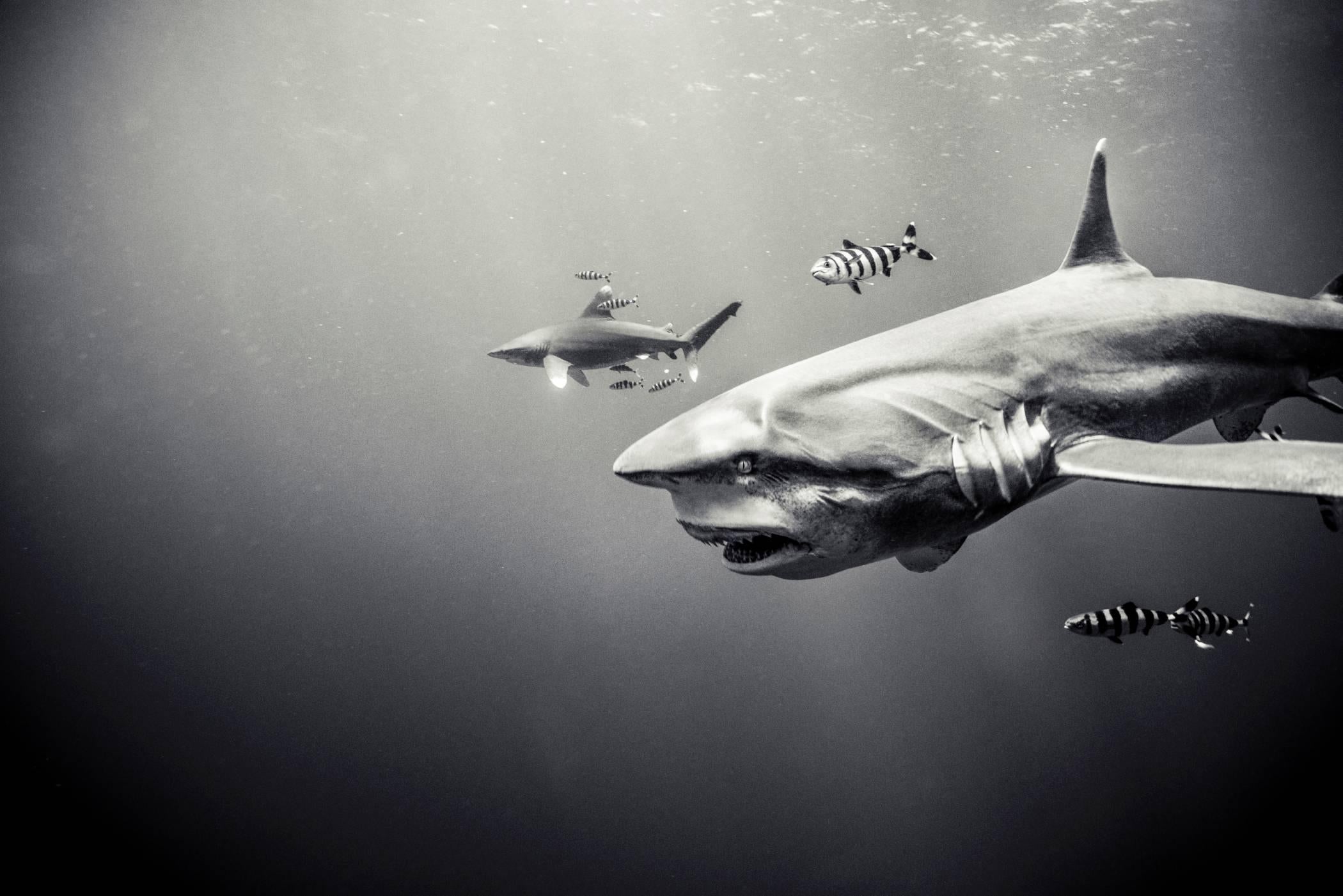 Black and White Photograph Michael Muller - Sharks, Ancient Visitor, Photographie en noir et blanc, Impression d'art