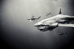 Sharks, Ancient Visitor, Black & White Photography, Fine Art Print