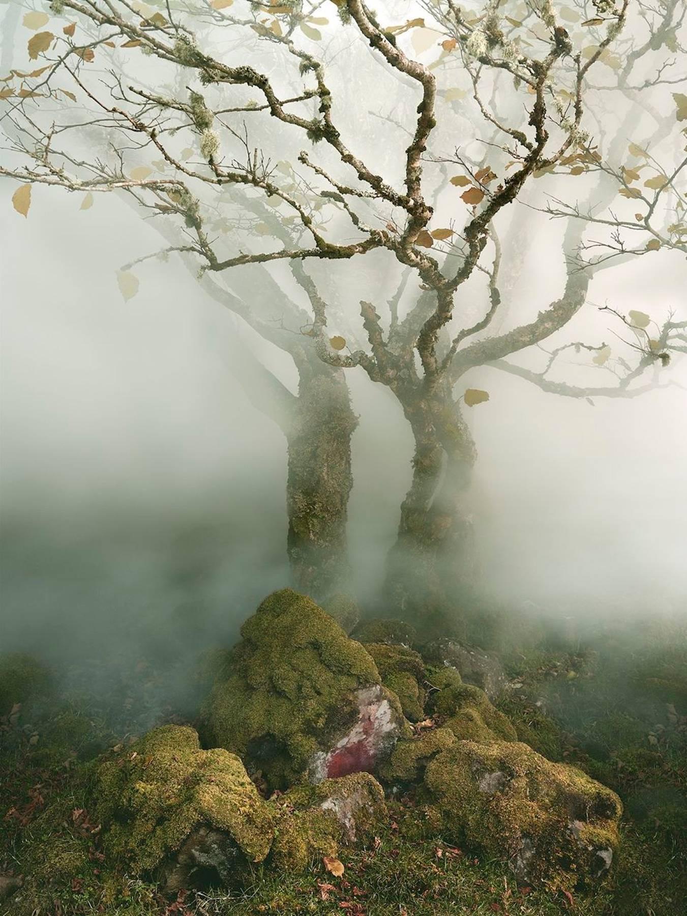 Tree, Fairy Glen, Isle of Skye, Scotland, 2013, Color Photography, Fine Art Print