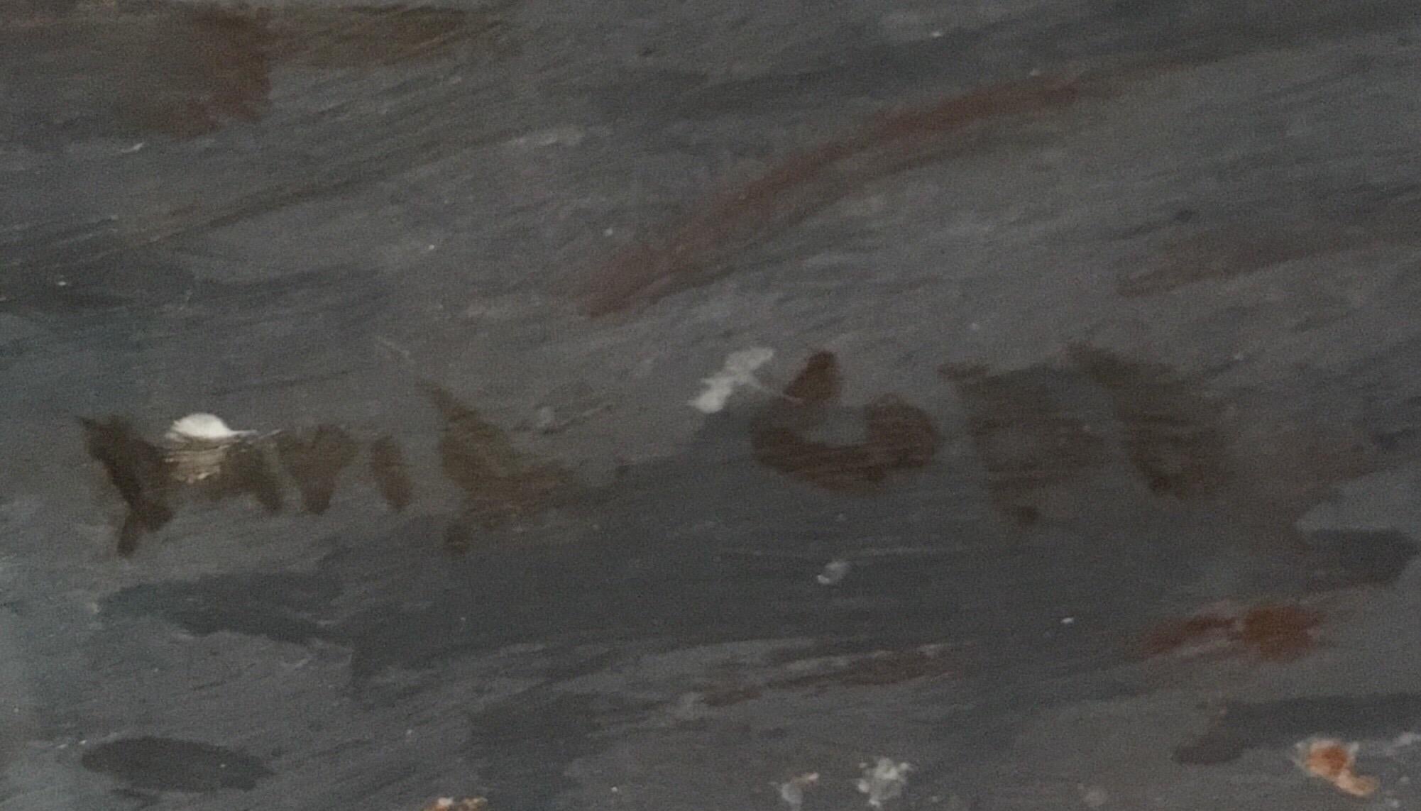 white sail paint